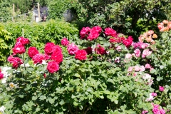 Rosen 3