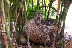 Aus dem Nest schauen