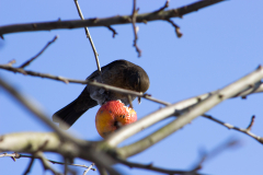 Vögel im Winter